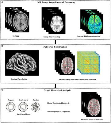 Altered cortical thickness-based structural covariance networks in type 2 diabetes mellitus